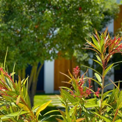 Photographie d'ambiance de la villa neuve intégrée dans son cadre naturel, illustrant l'harmonie entre l'architecture et la végétation environnante